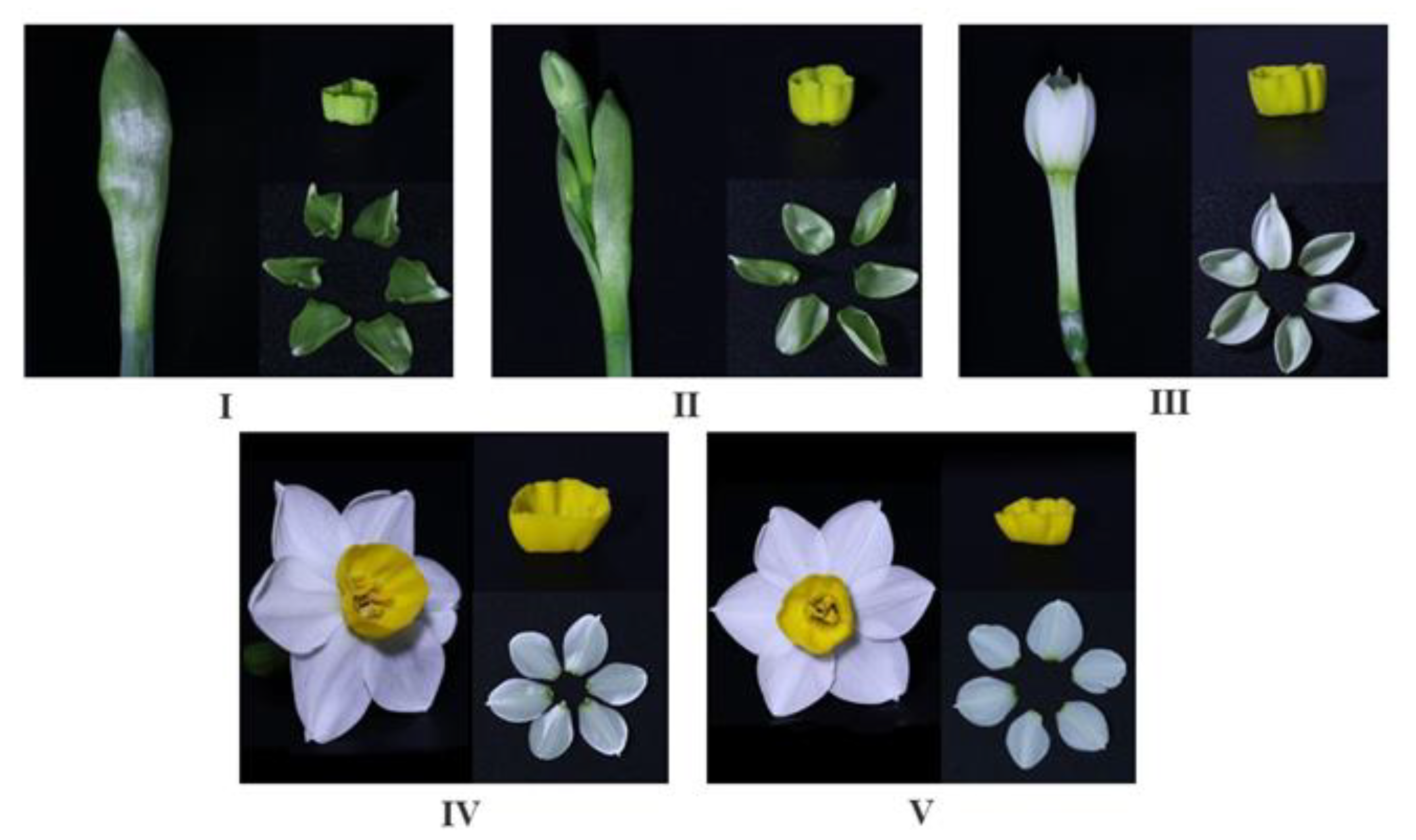 Horticulturae 09 00904 g001 Horticulturae 09 00904 g001