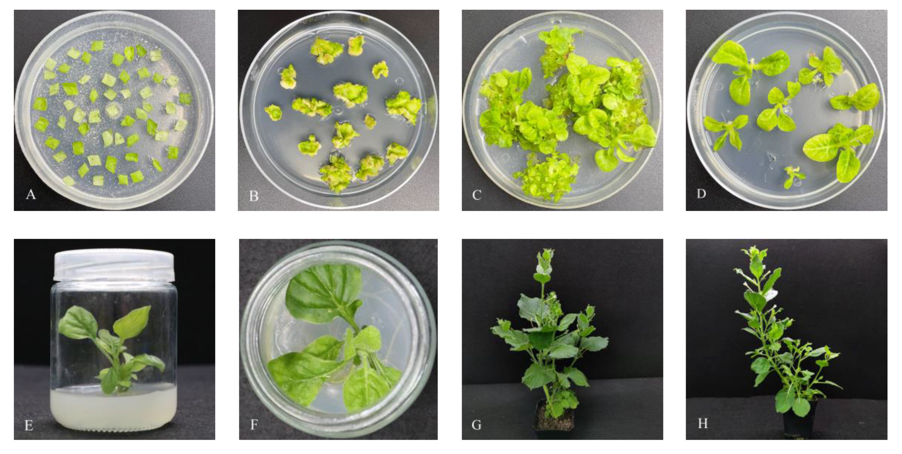 Horticulturae 09 00904 g008 Horticulturae 09 00904 g008