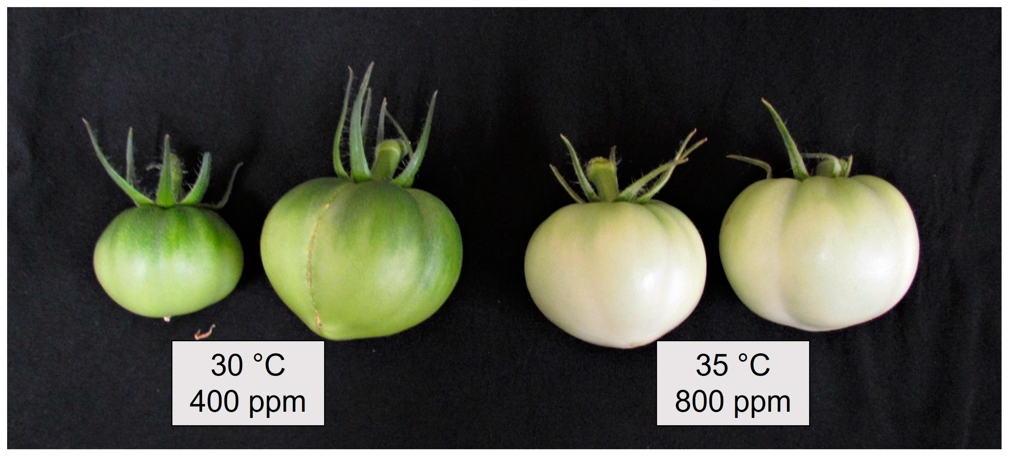 Horticulturae 09 00907 g005