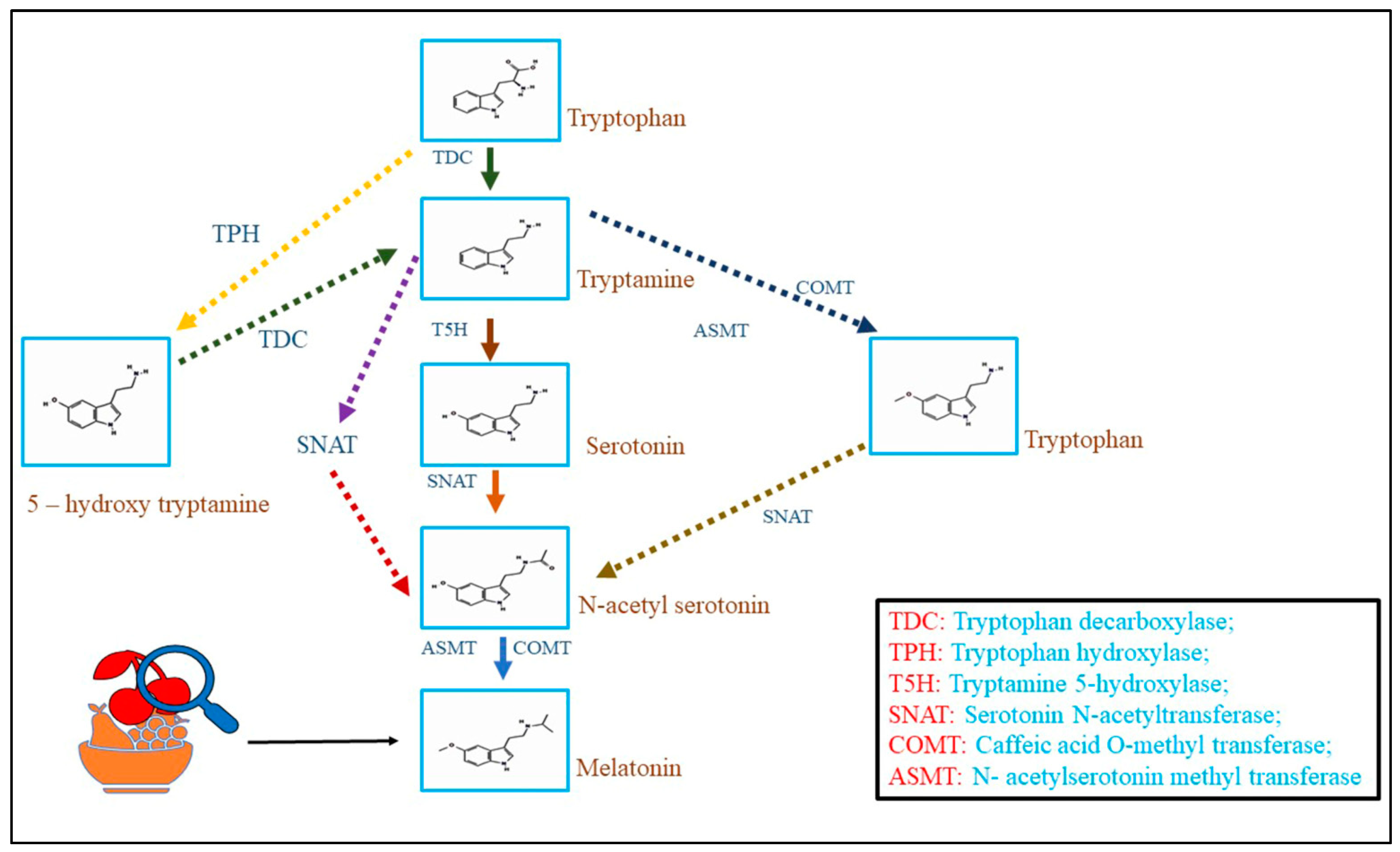 Horticulturae 09 00913 g002