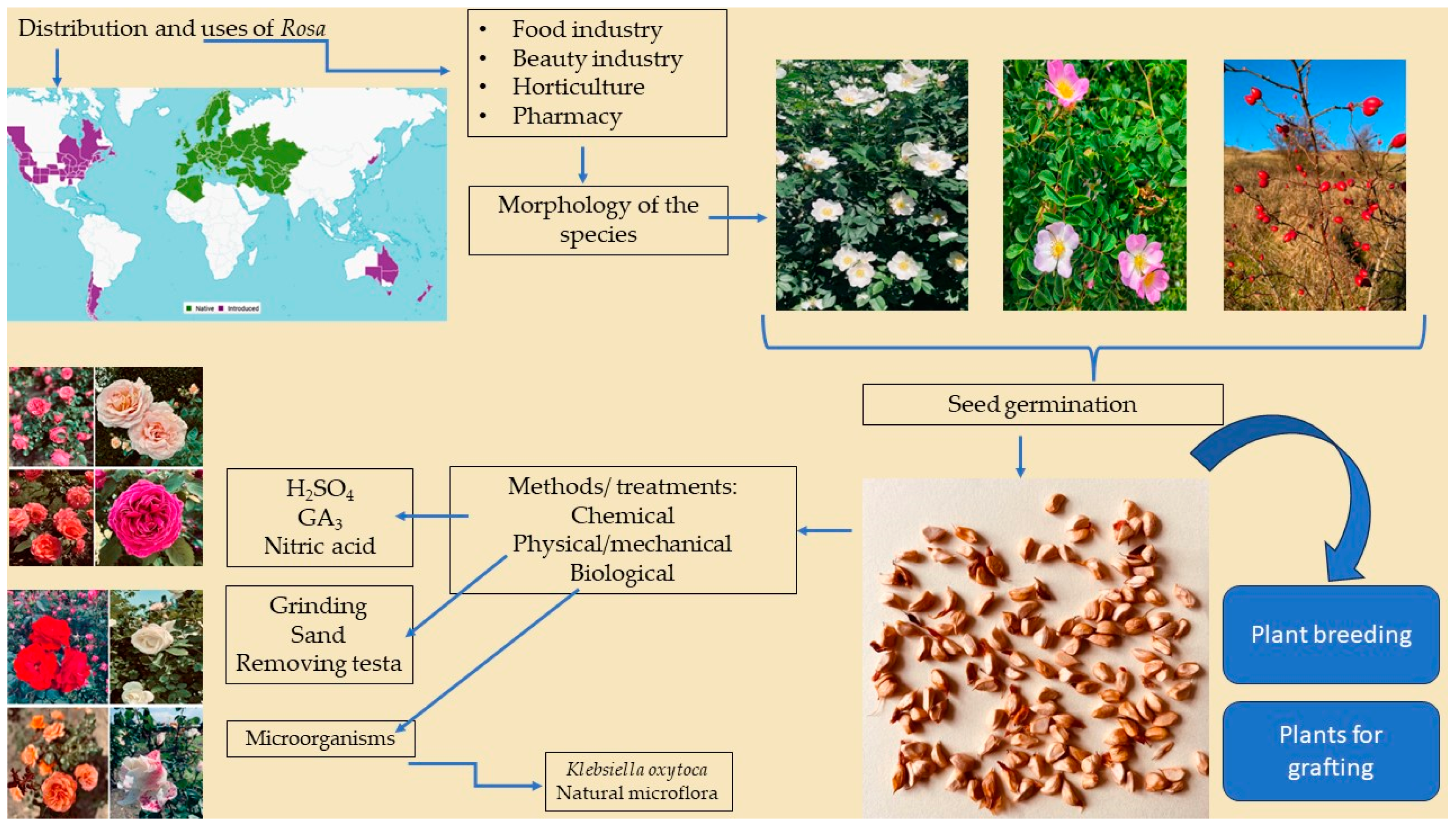 Horticulturae 09 00914 g001 Horticulturae 09 00914 g001