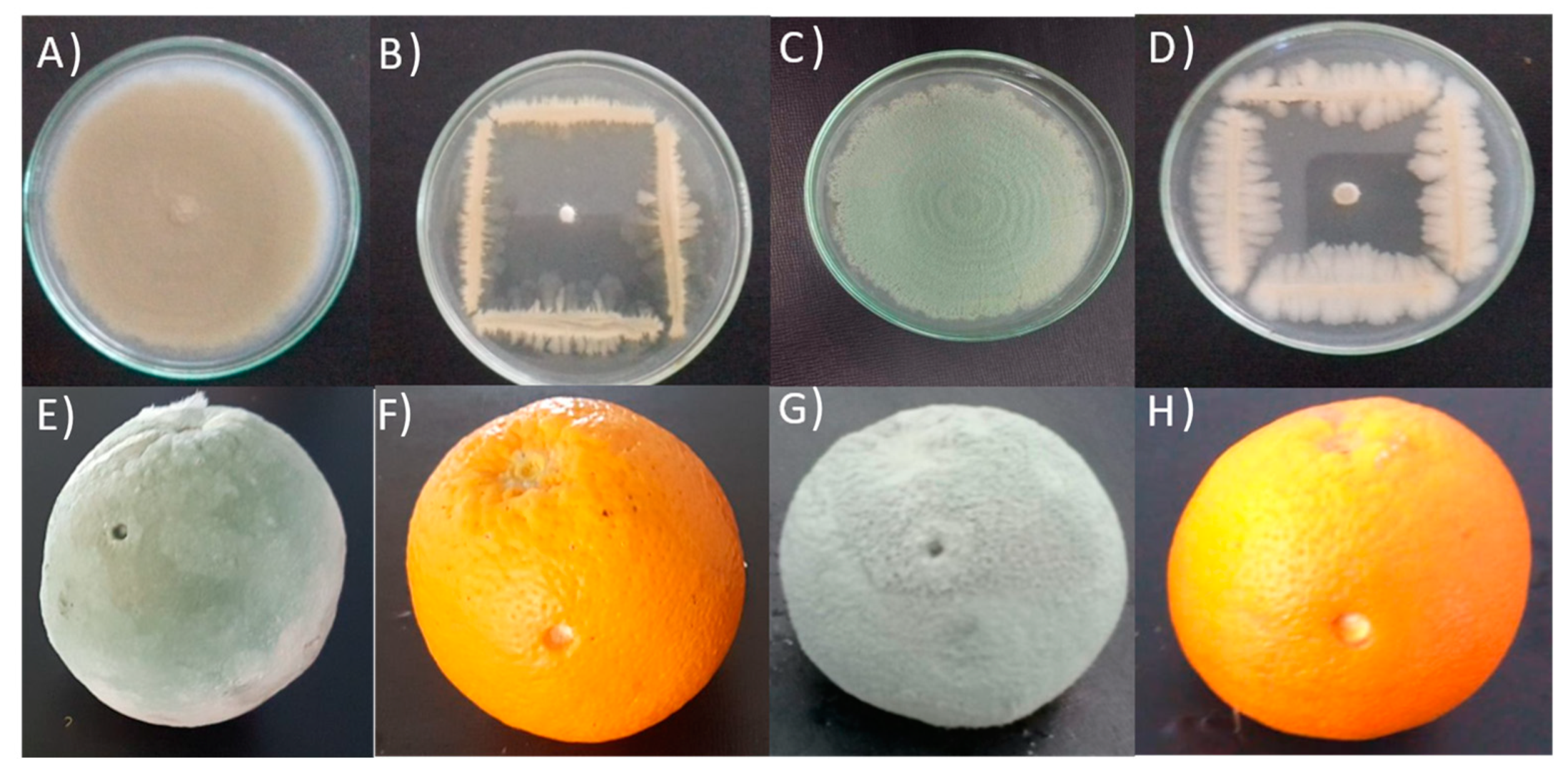 Horticulturae 09 00922 g002 Horticulturae 09 00922 g002