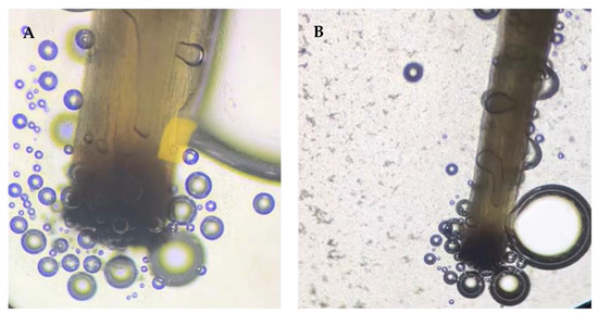A Study on the Causes of Apomixis in Malus shizongensis