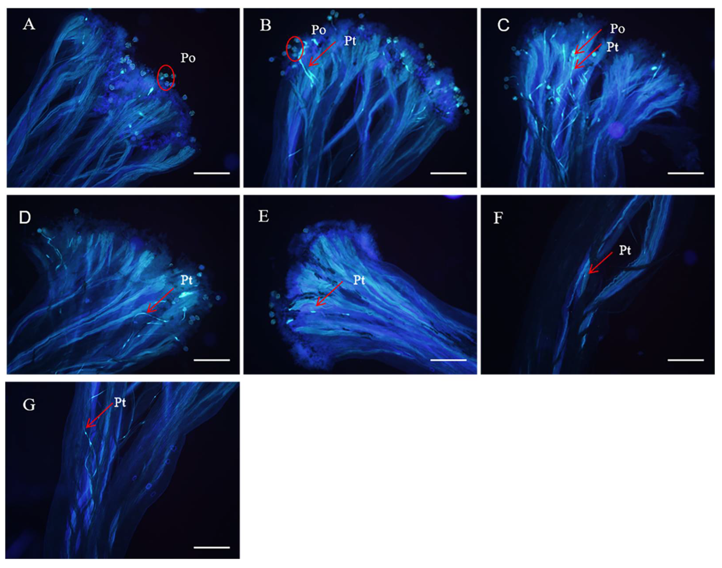 Horticulturae 09 00926 g002 Horticulturae 09 00926 g002