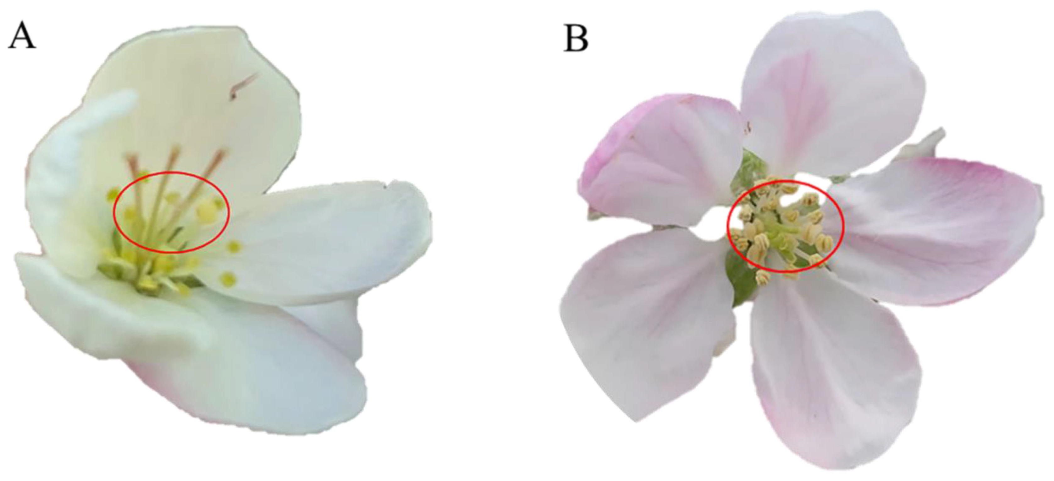 Horticulturae 09 00926 g004 Horticulturae 09 00926 g004