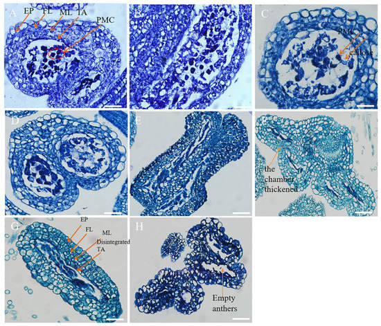 A Study on the Causes of Apomixis in Malus shizongensis