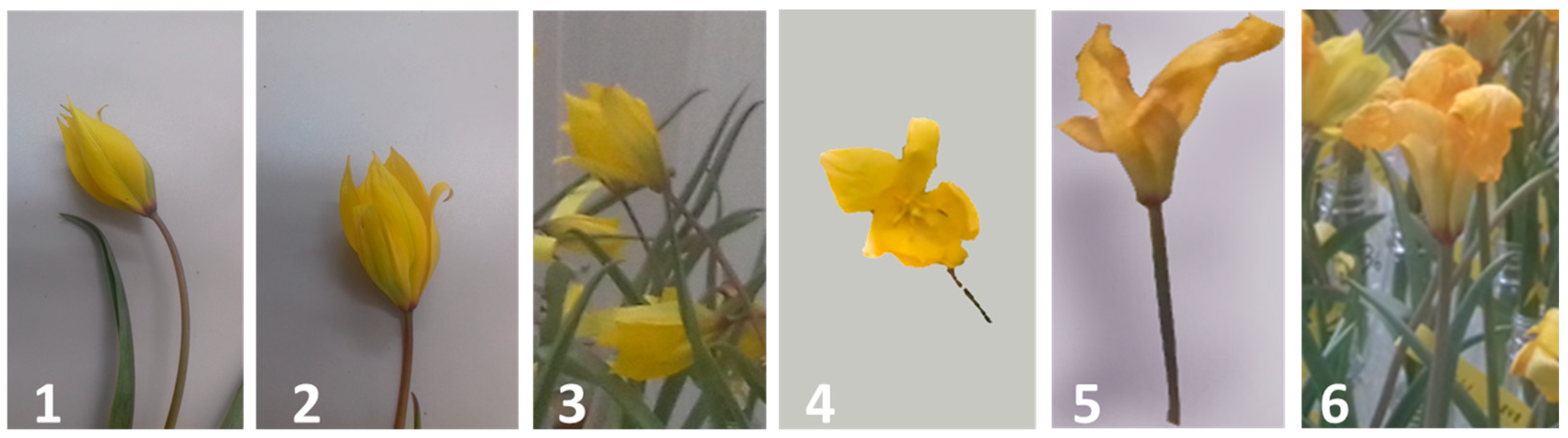 Horticulturae 09 00928 g002