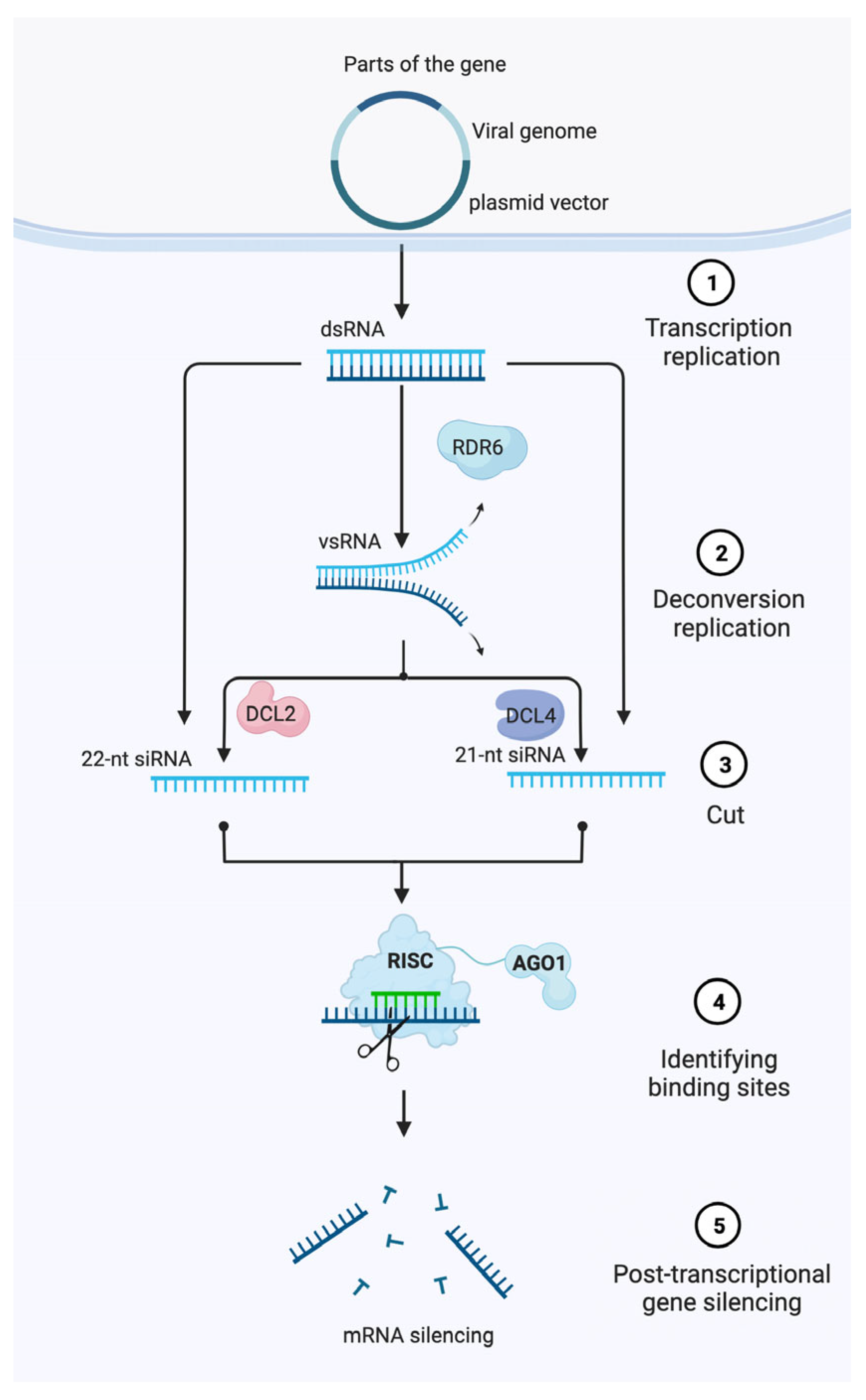 Horticulturae 09 00934 g001 Horticulturae 09 00934 g001