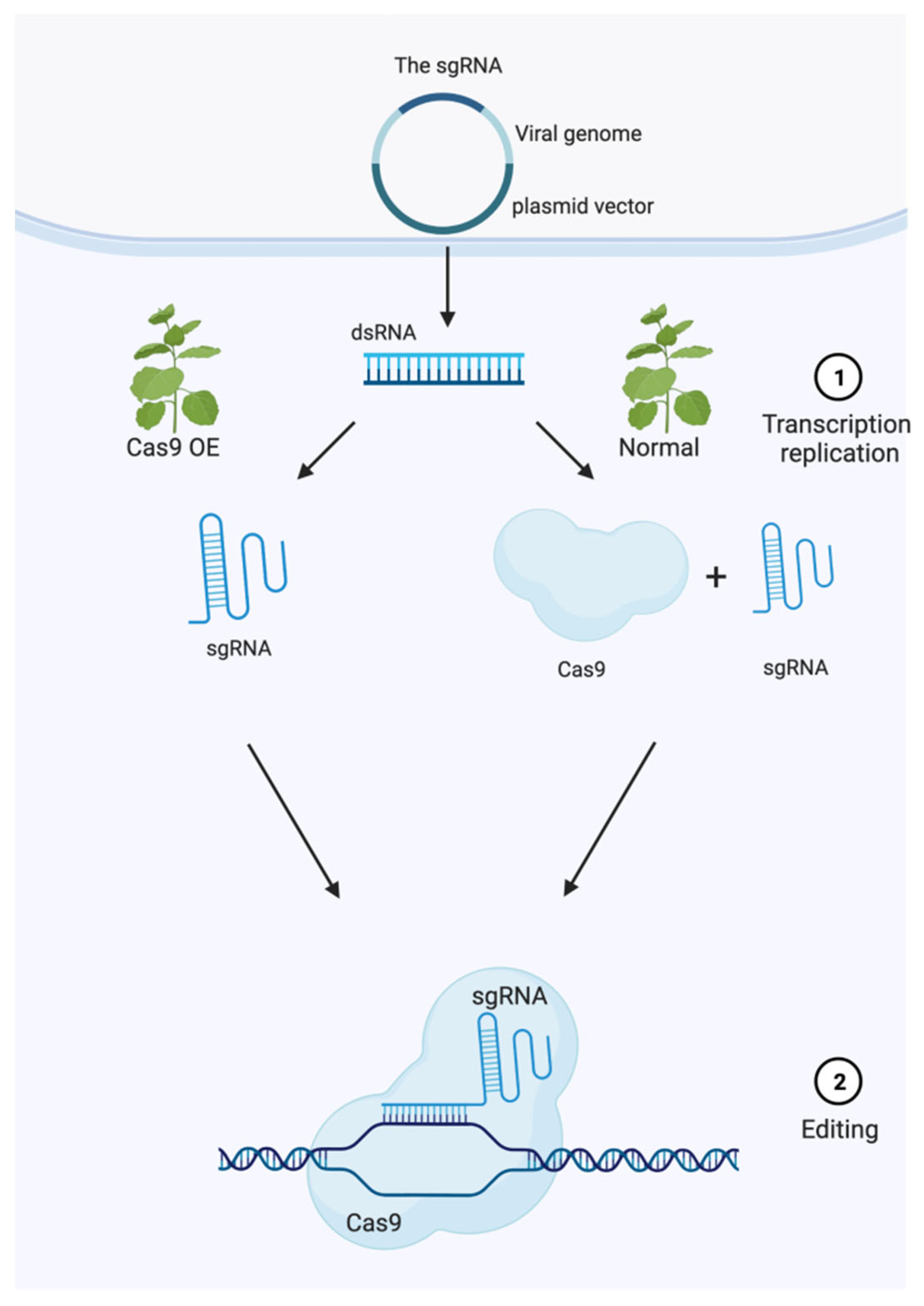 Horticulturae 09 00934 g003 Horticulturae 09 00934 g003