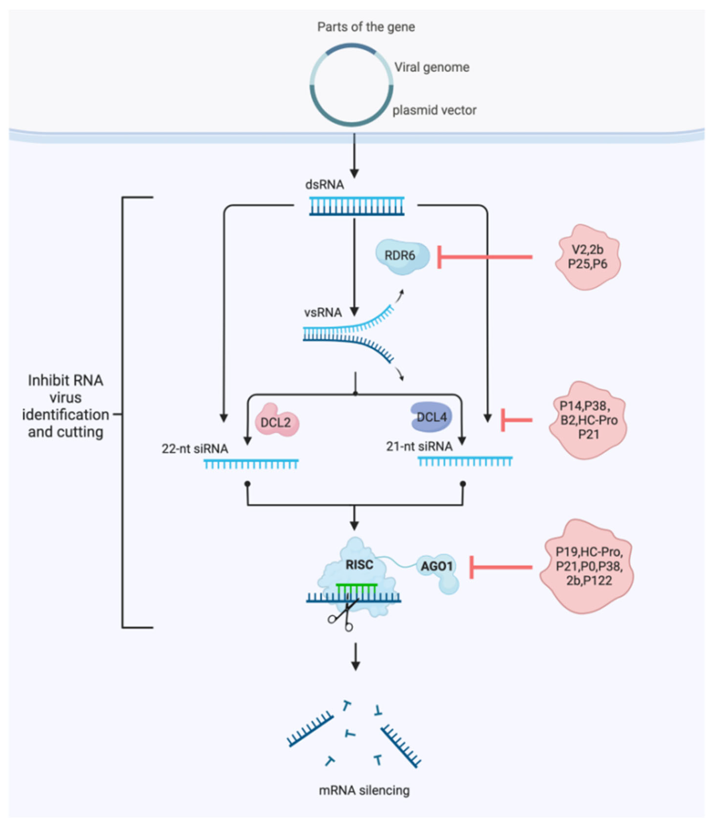 Horticulturae 09 00934 g004 Horticulturae 09 00934 g004