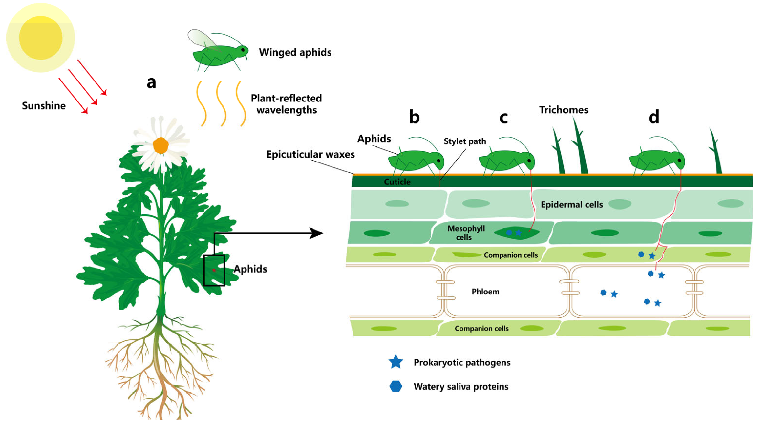 Horticulturae 09 00937 g001 Horticulturae 09 00937 g001