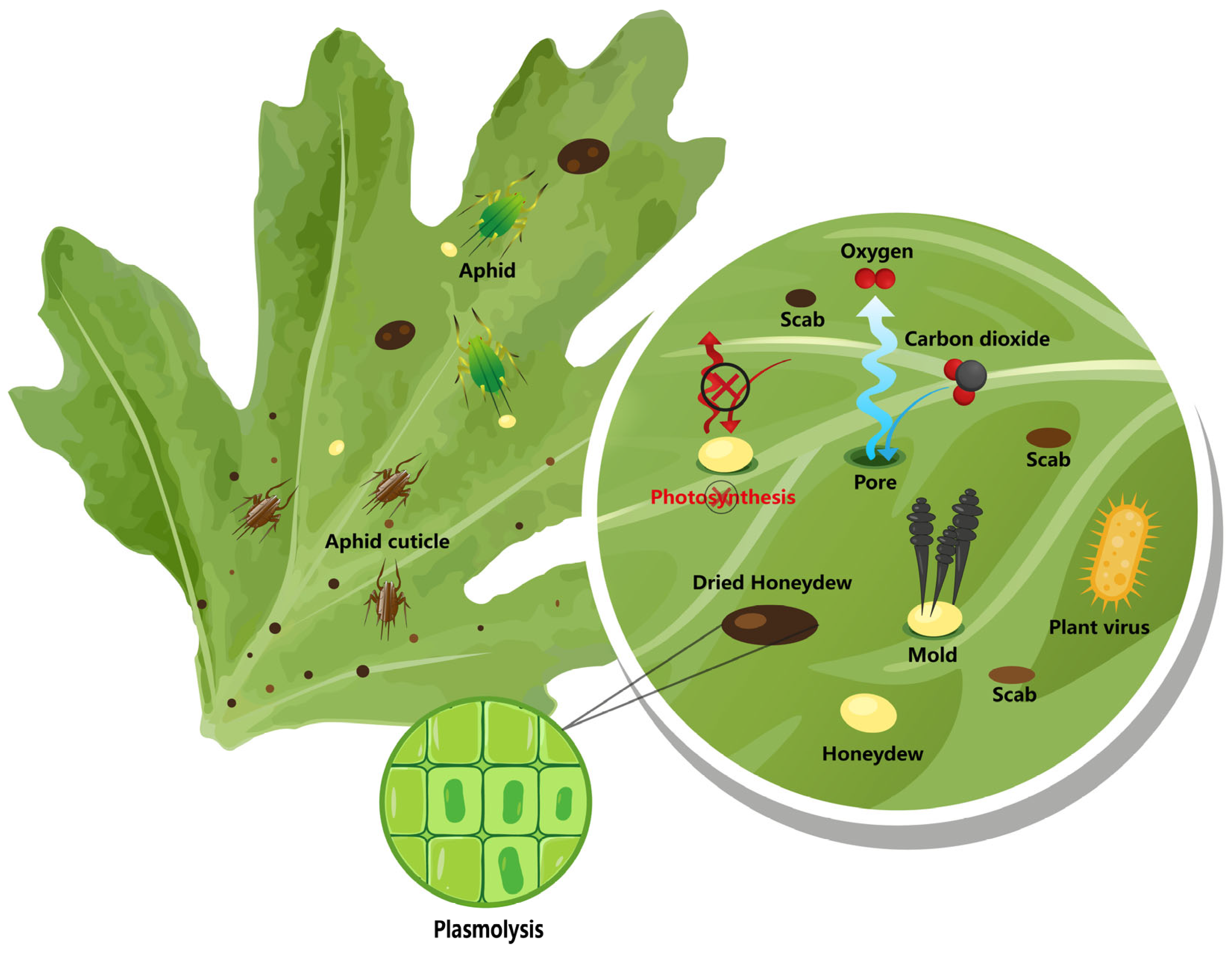 Horticulturae 09 00937 g003 Horticulturae 09 00937 g003