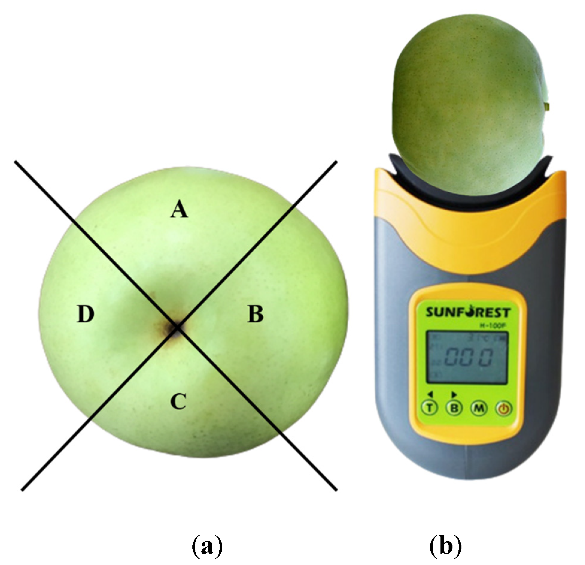 Horticulturae 09 00944 g001