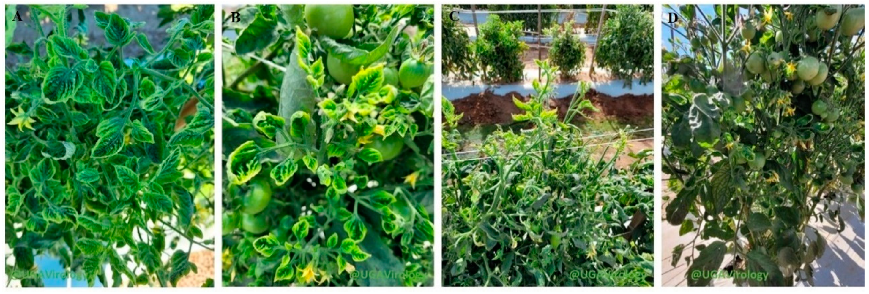 Horticulturae 09 00948 g001