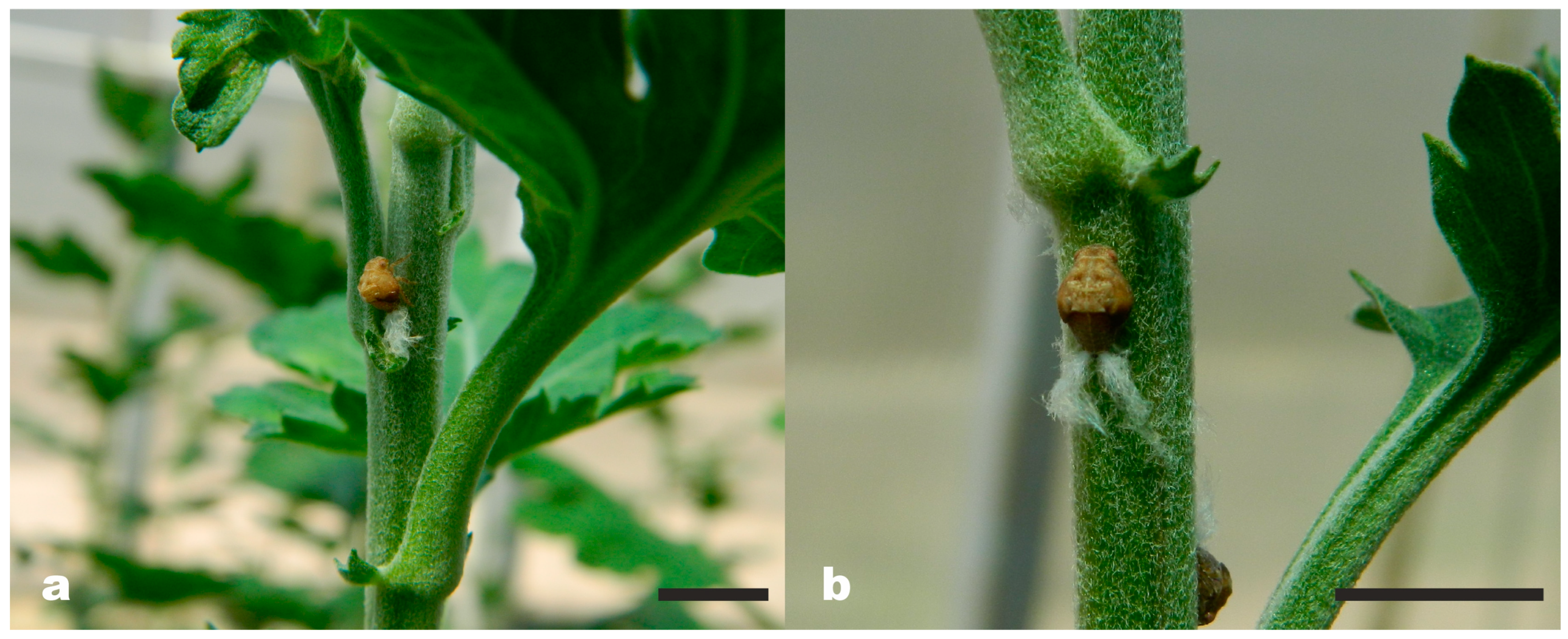Horticulturae 09 00949 g002