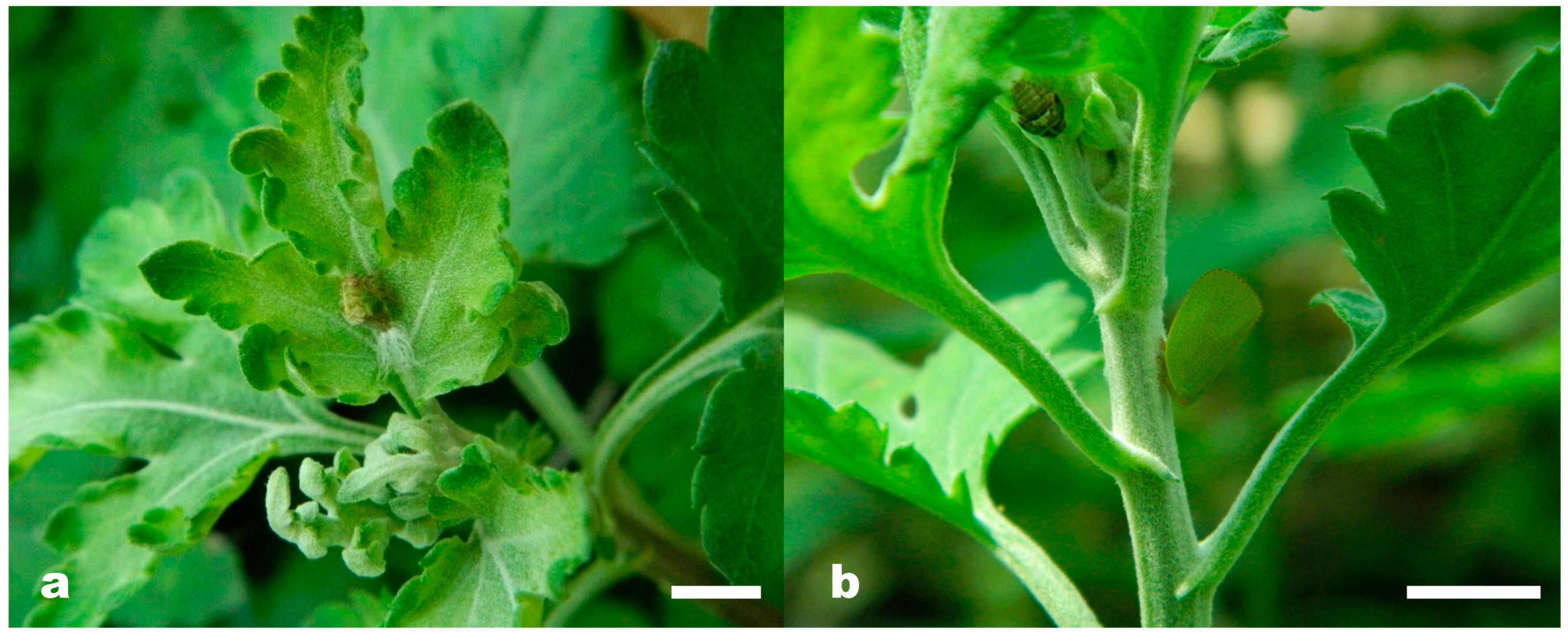 Horticulturae 09 00949 g004