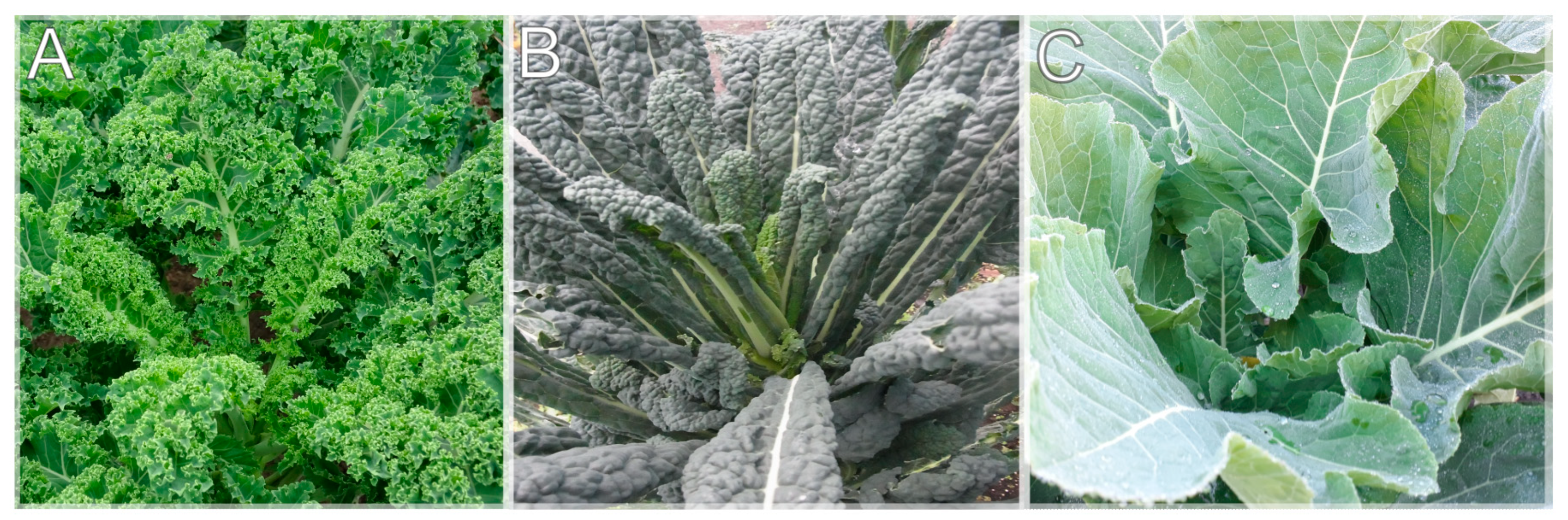 Horticulturae 09 00953 g001