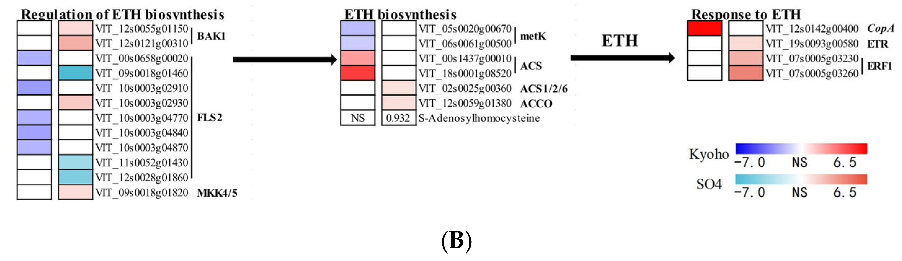 Horticulturae 09 00980 g007b