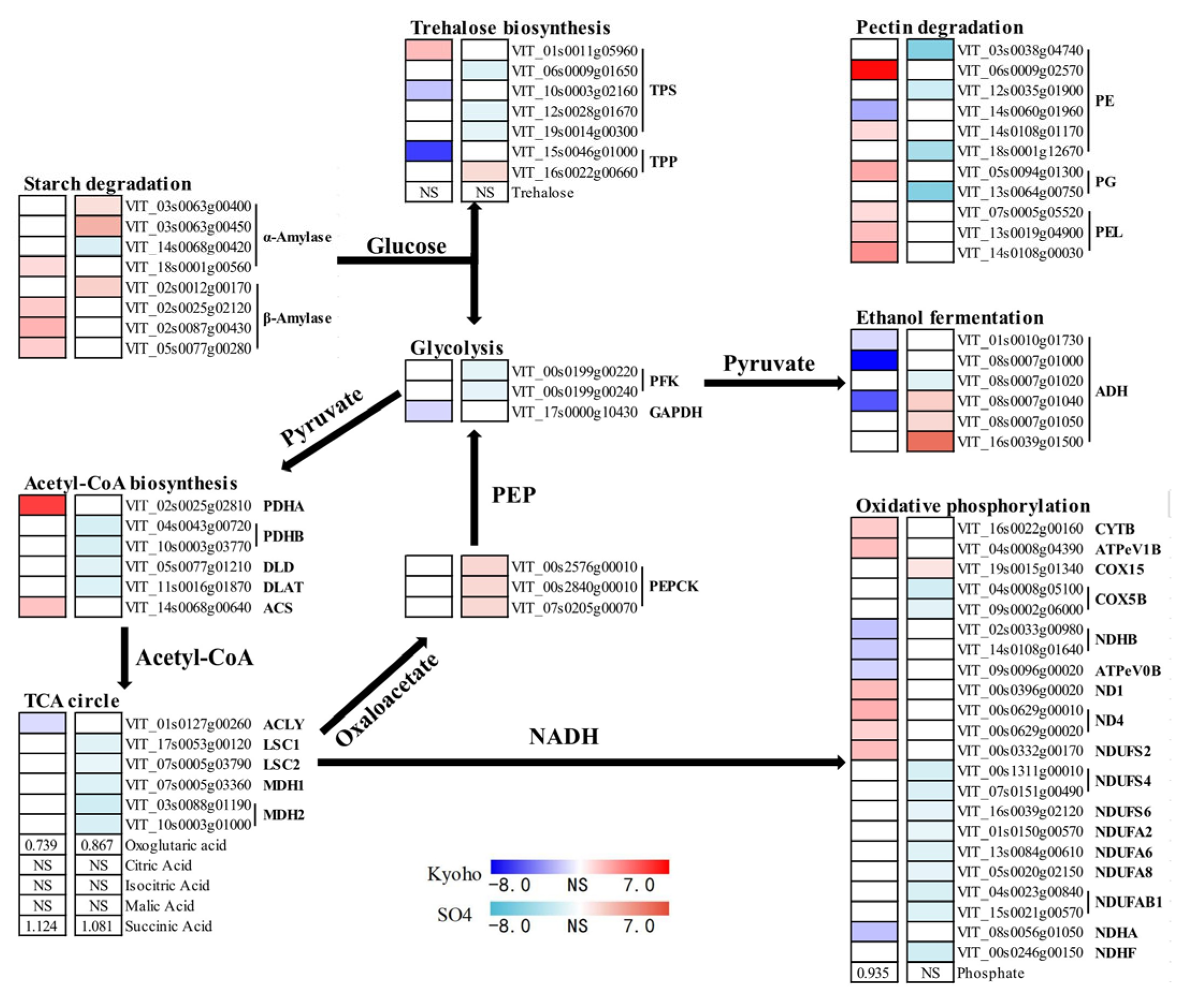 Horticulturae 09 00980 g008
