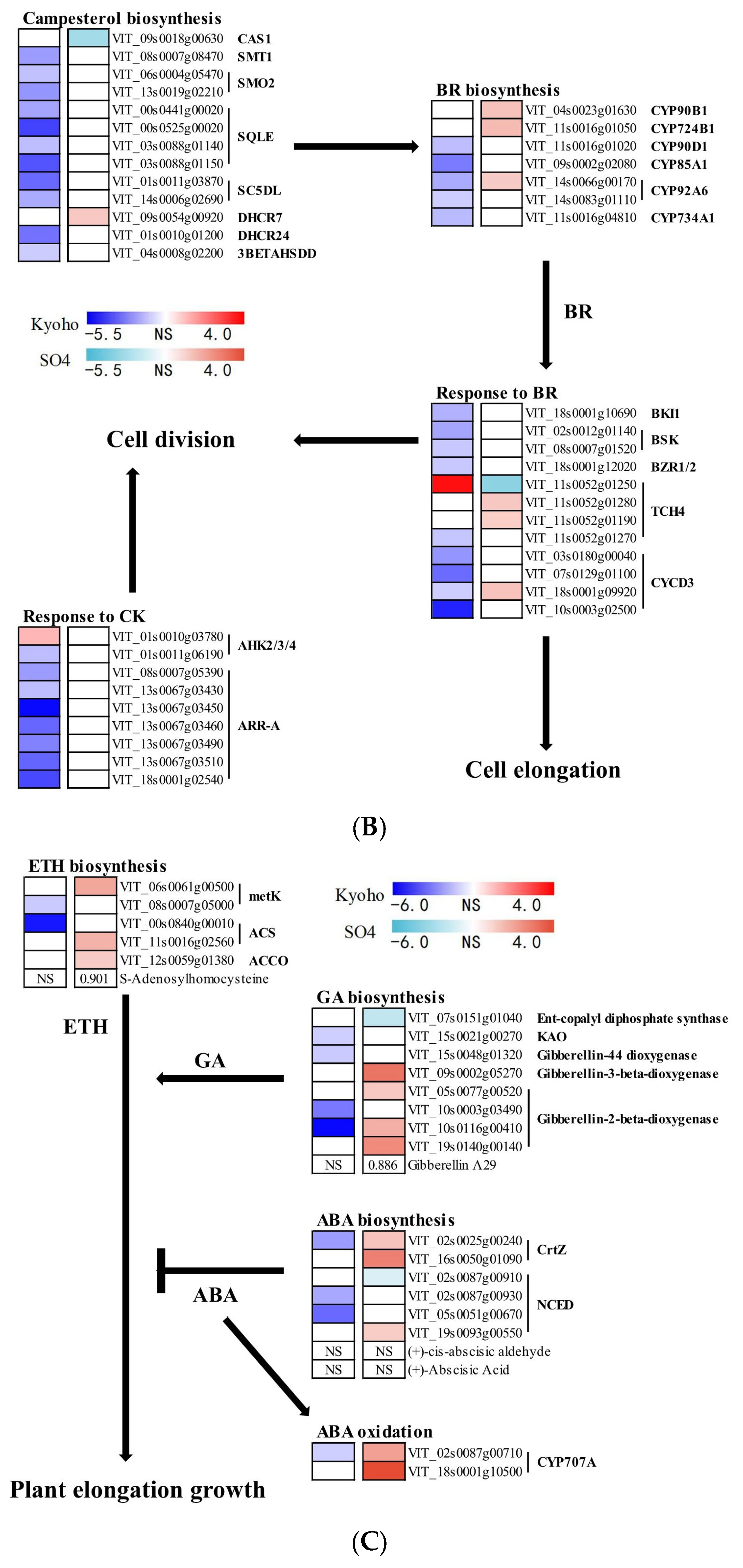 Horticulturae 09 00980 g009b