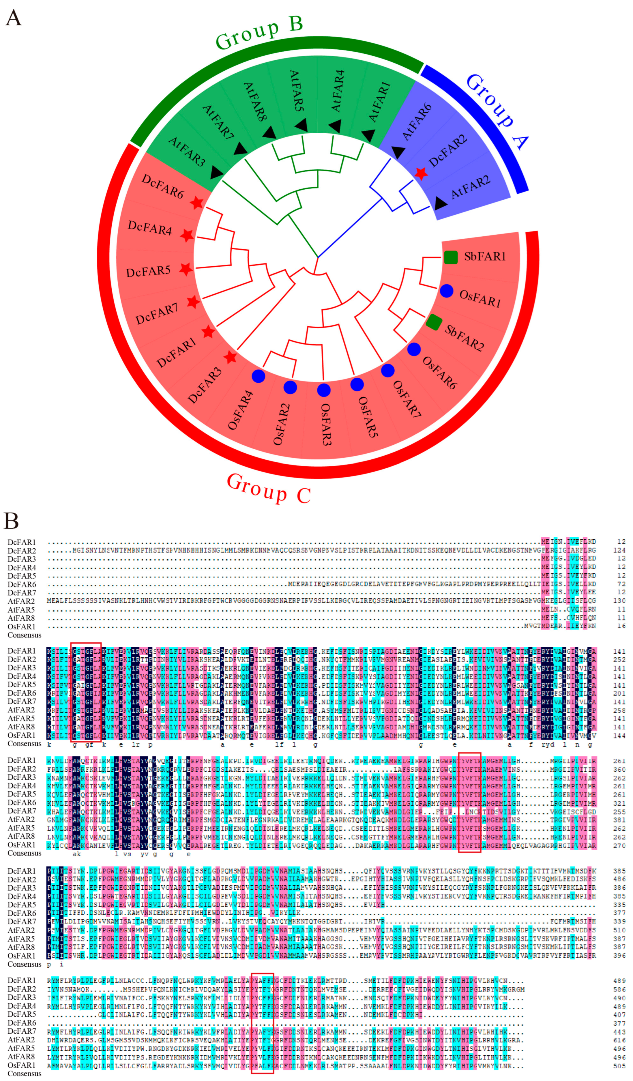 Horticulturae 09 00982 g001