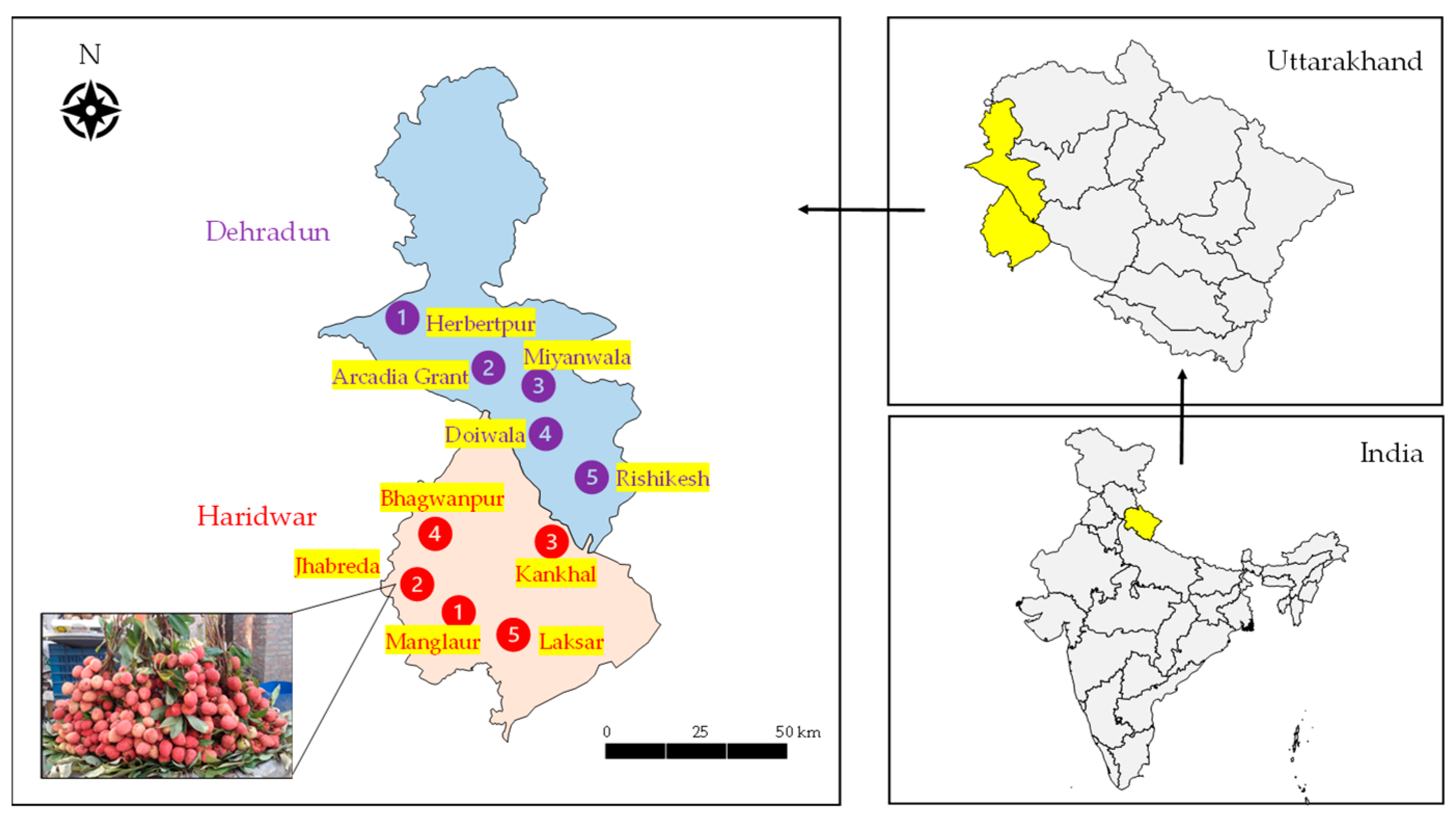 Horticulturae 09 00989 g001