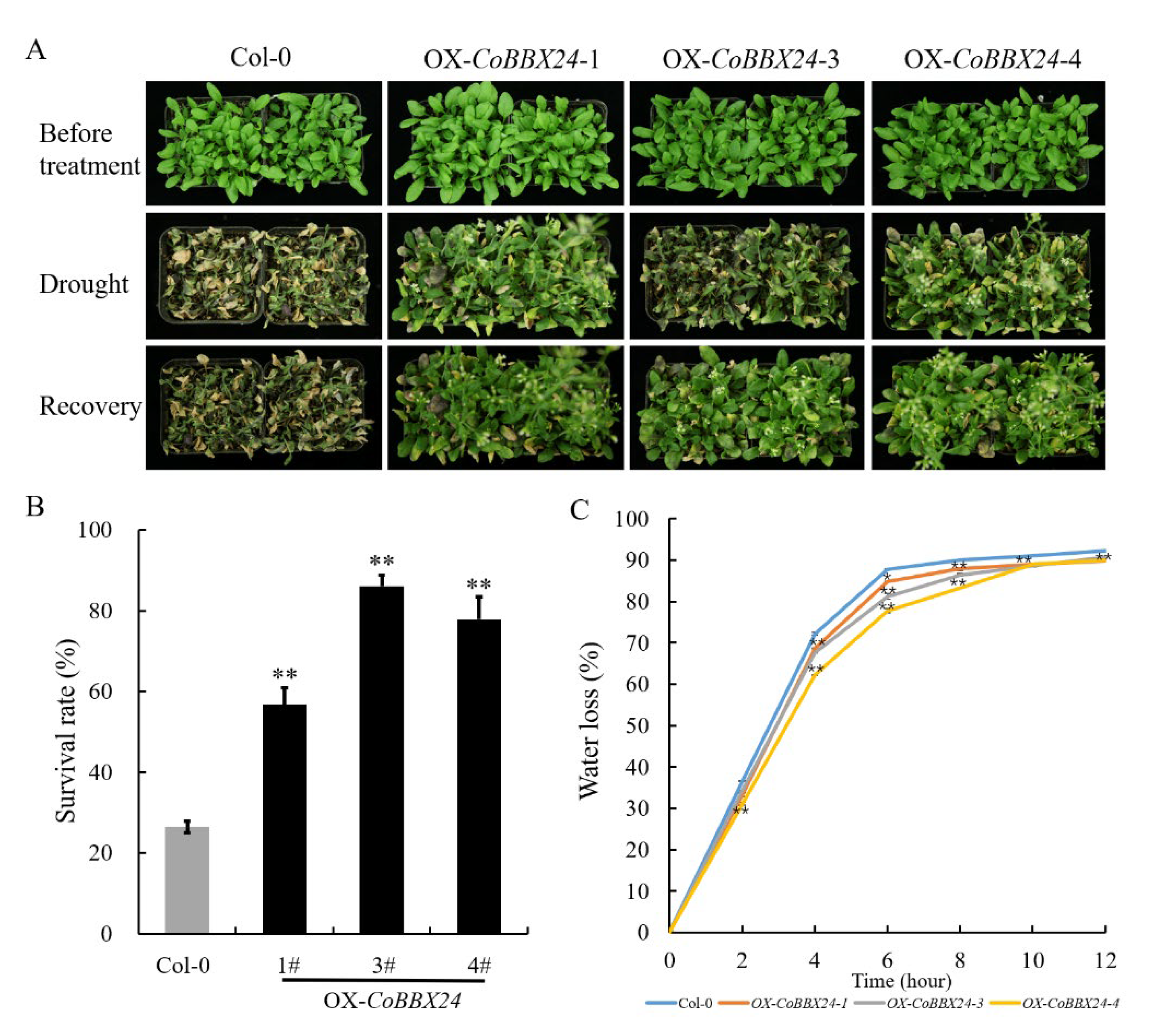 Horticulturae 09 00991 g003