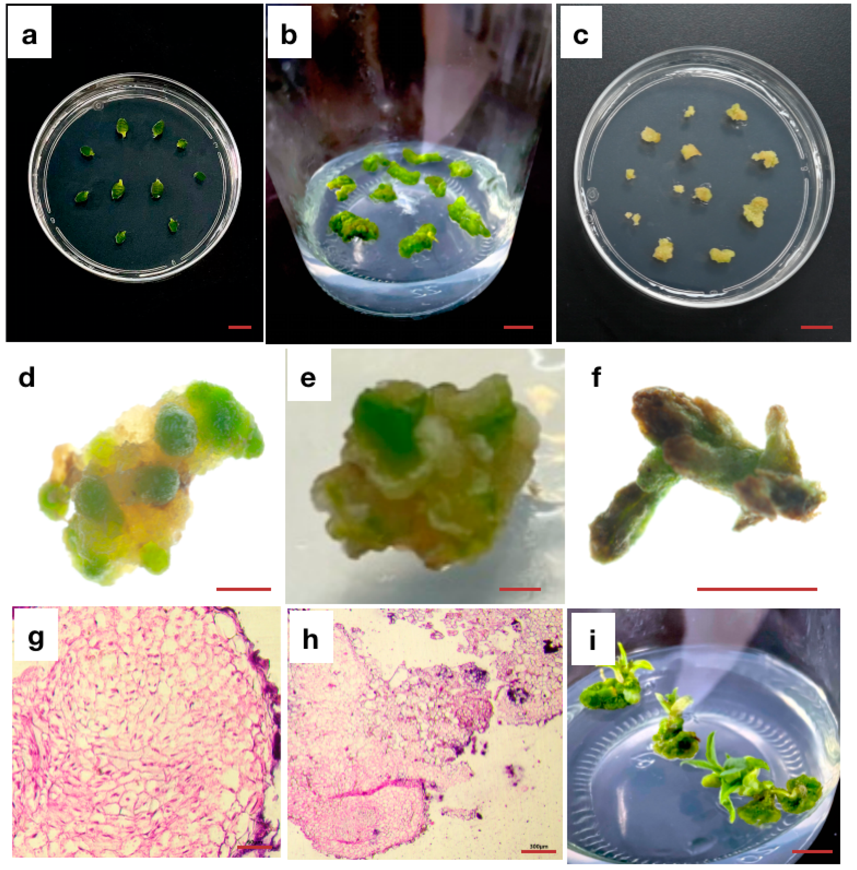 Horticulturae 09 00996 g001
