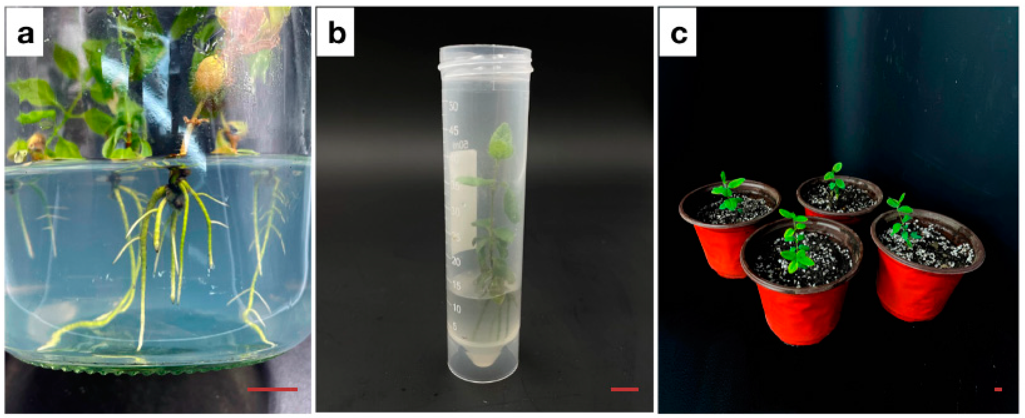 Horticulturae 09 00996 g002