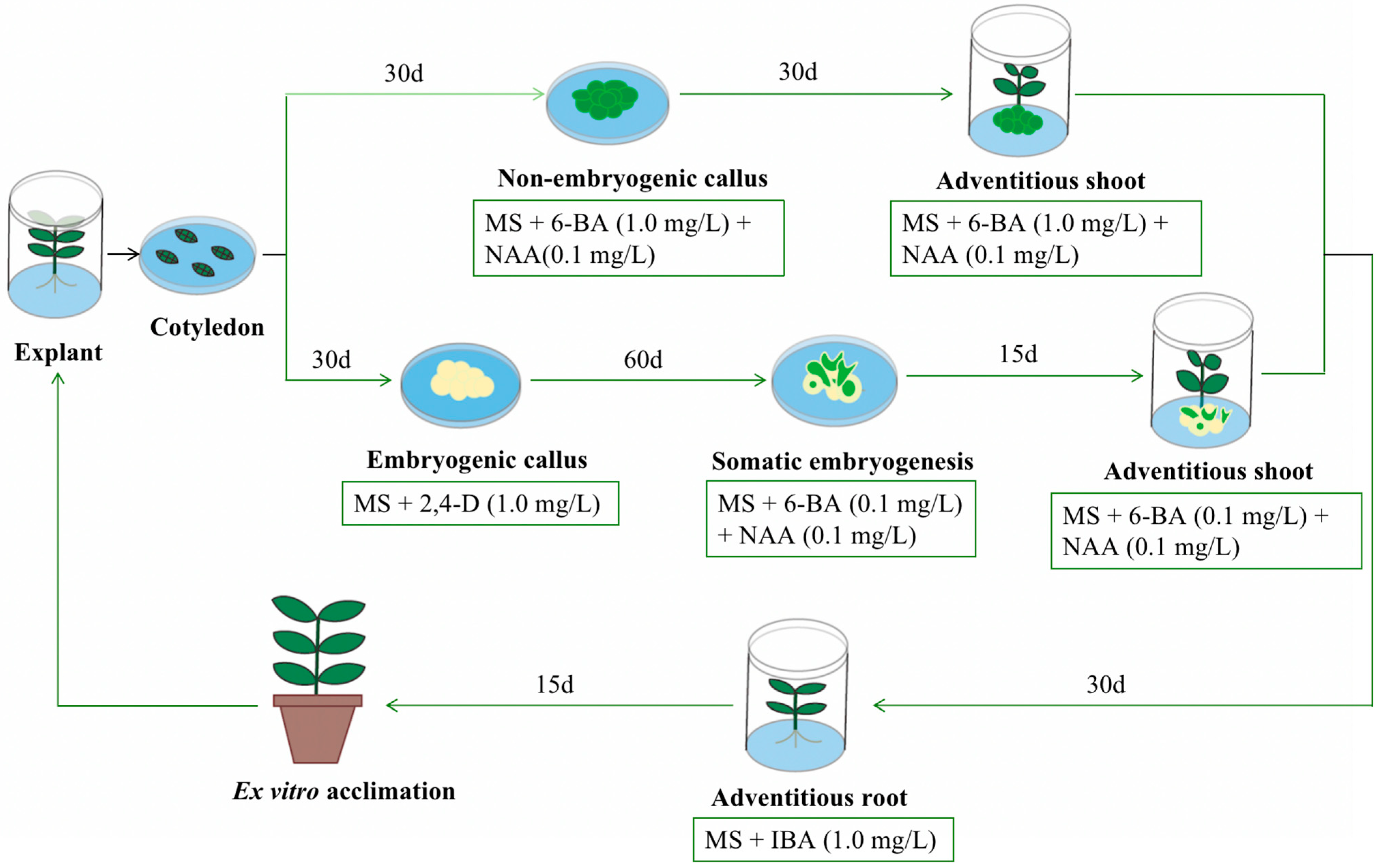 Horticulturae 09 00996 g003