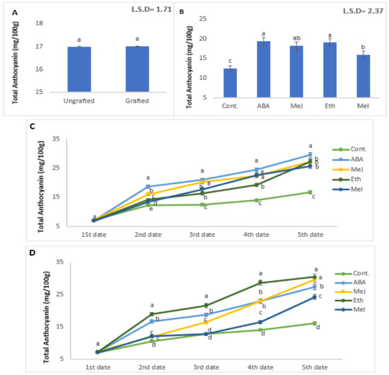 Anthocyanin Accumulation and Its Corresponding Gene