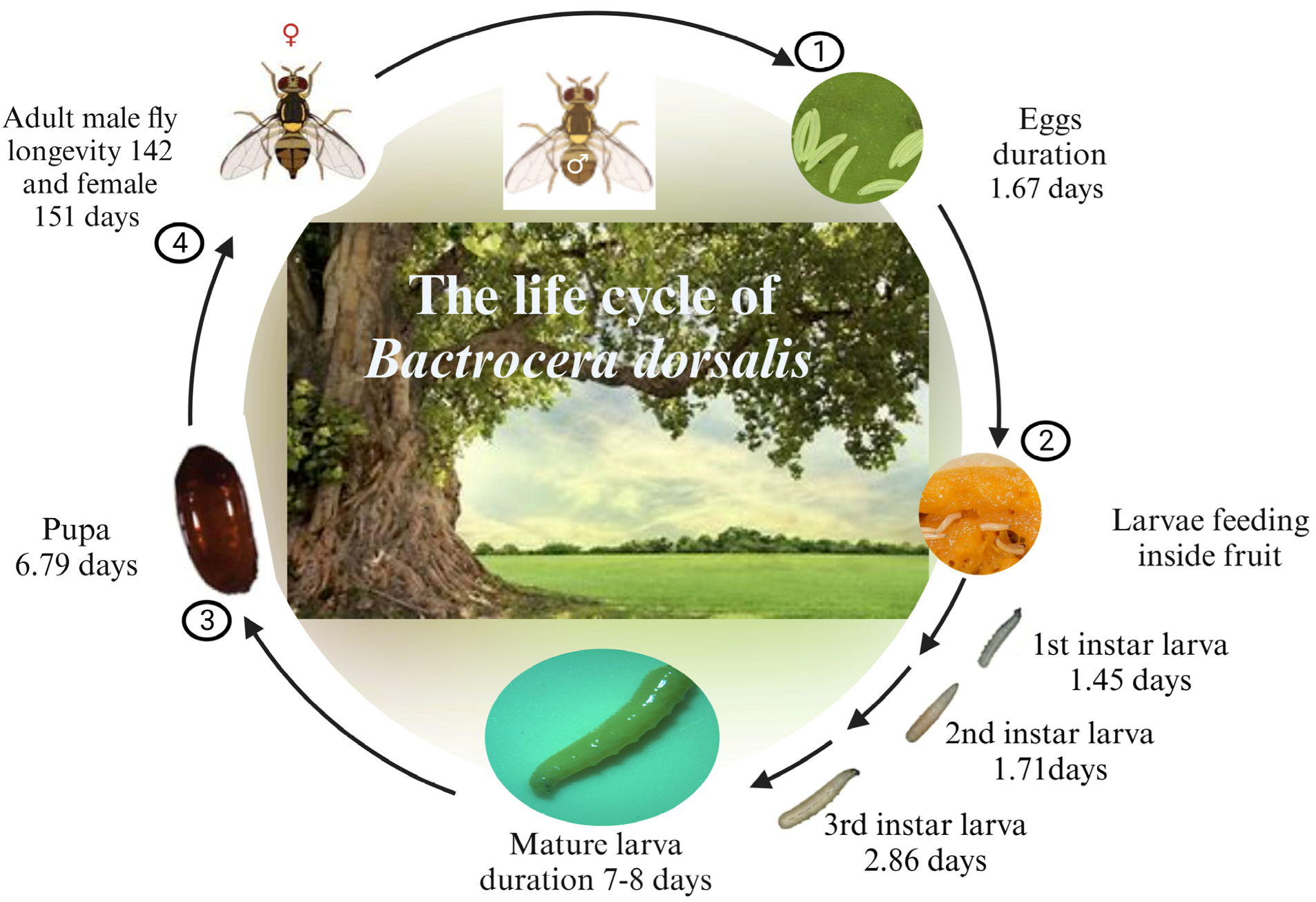 Biological Fly Trap,eco-friendly Fly Catcher Manufacturer-supplier China