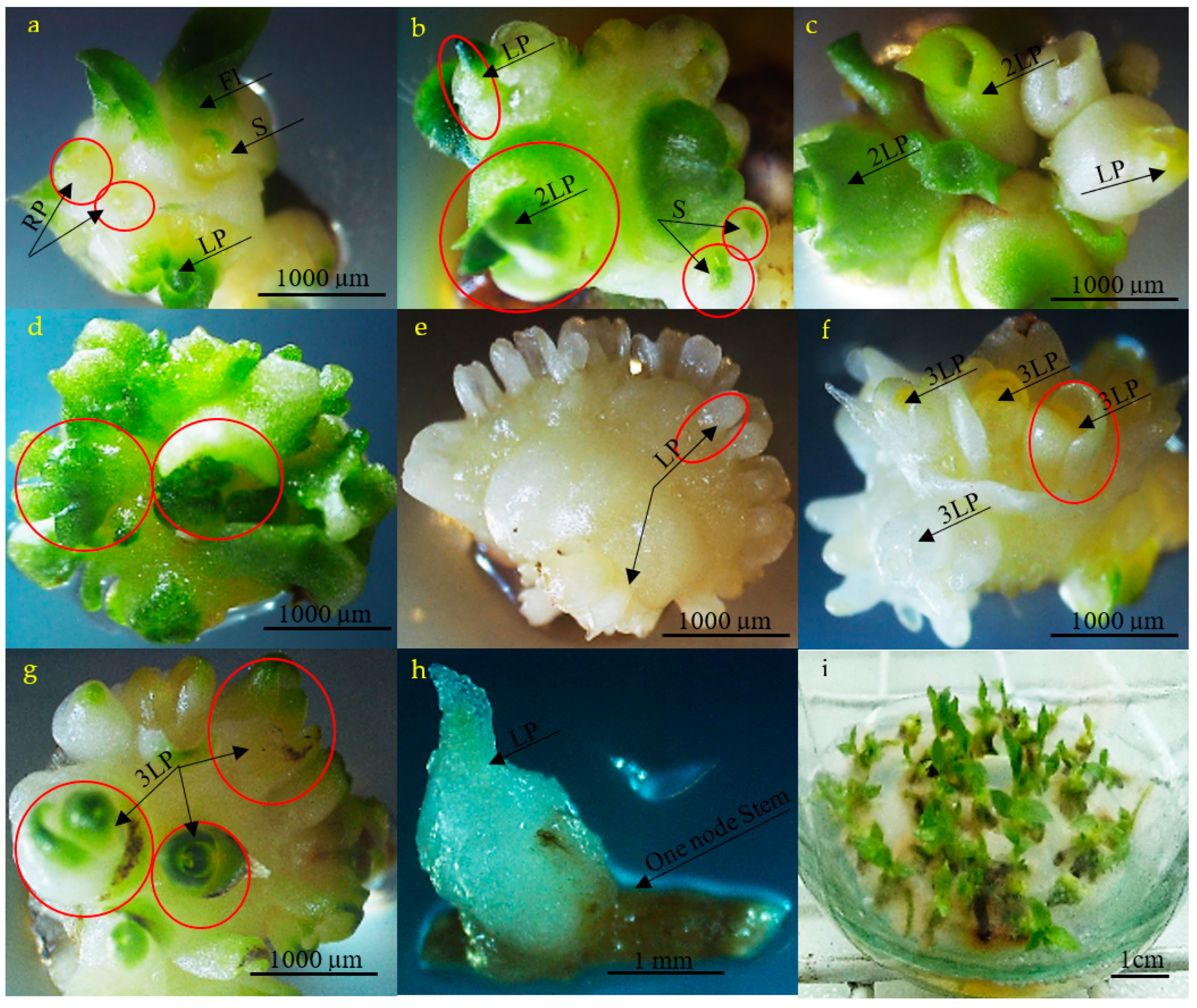 Horticulturae 09 01007 g002 Horticulturae 09 01007 g002