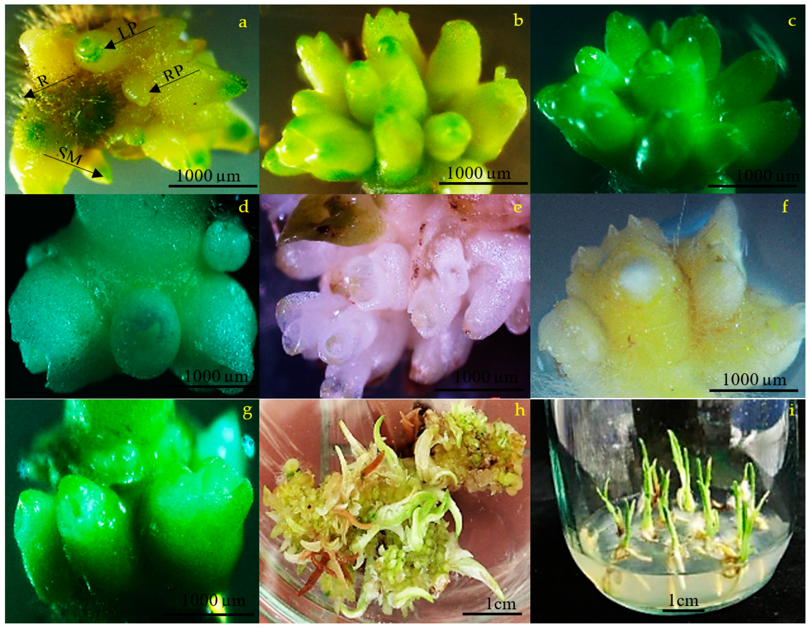 Horticulturae 09 01007 g003 Horticulturae 09 01007 g003