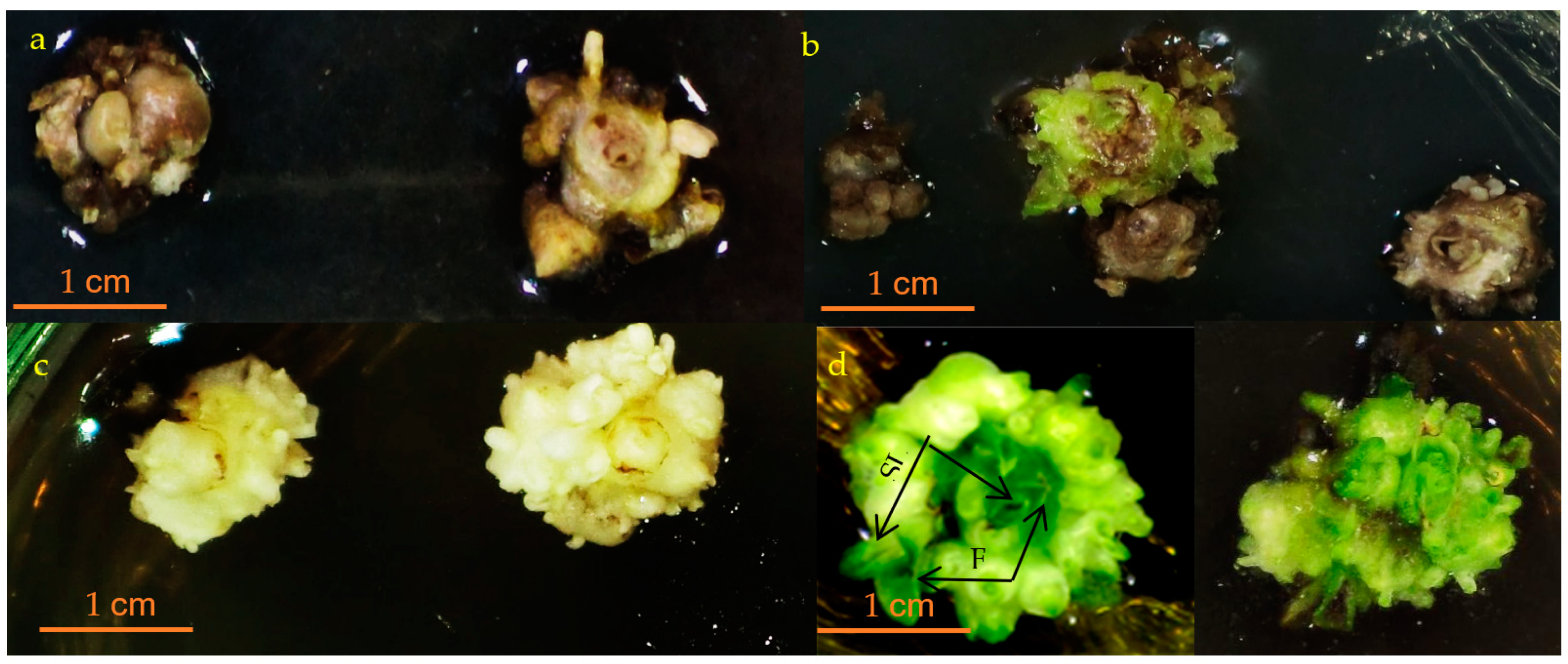Horticulturae 09 01007 g009 Horticulturae 09 01007 g009
