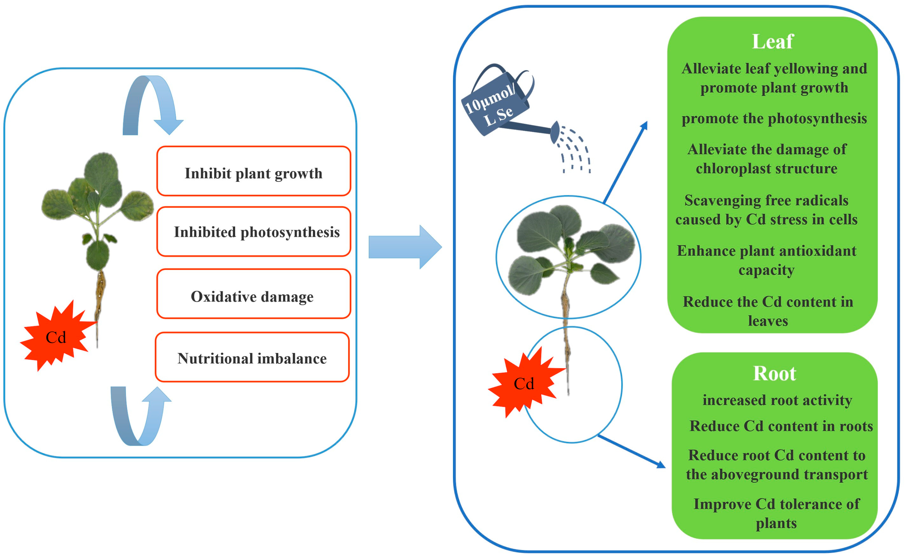 Horticulturae 09 01016 g010