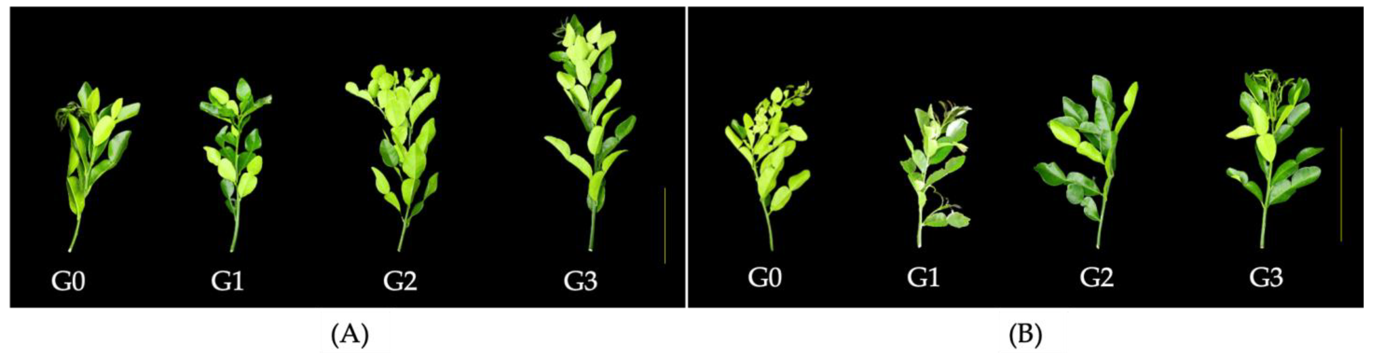 Horticulturae 09 01018 g002