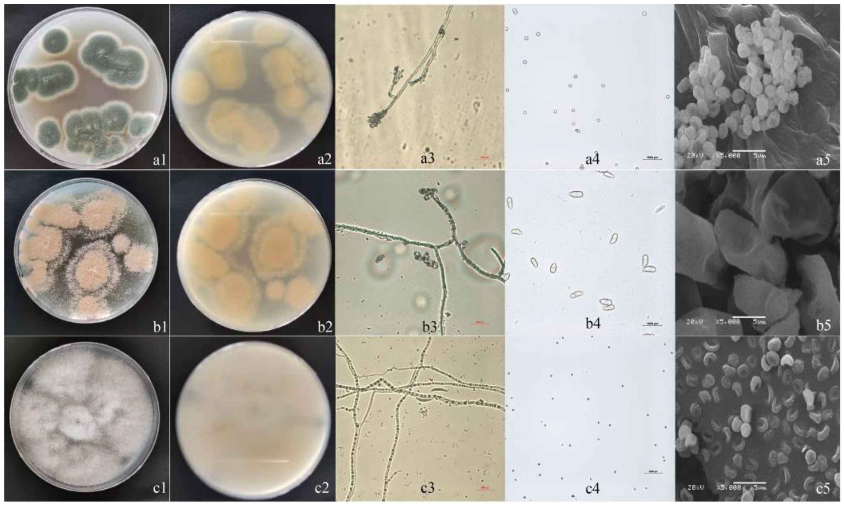 Horticulturae 09 01019 g001