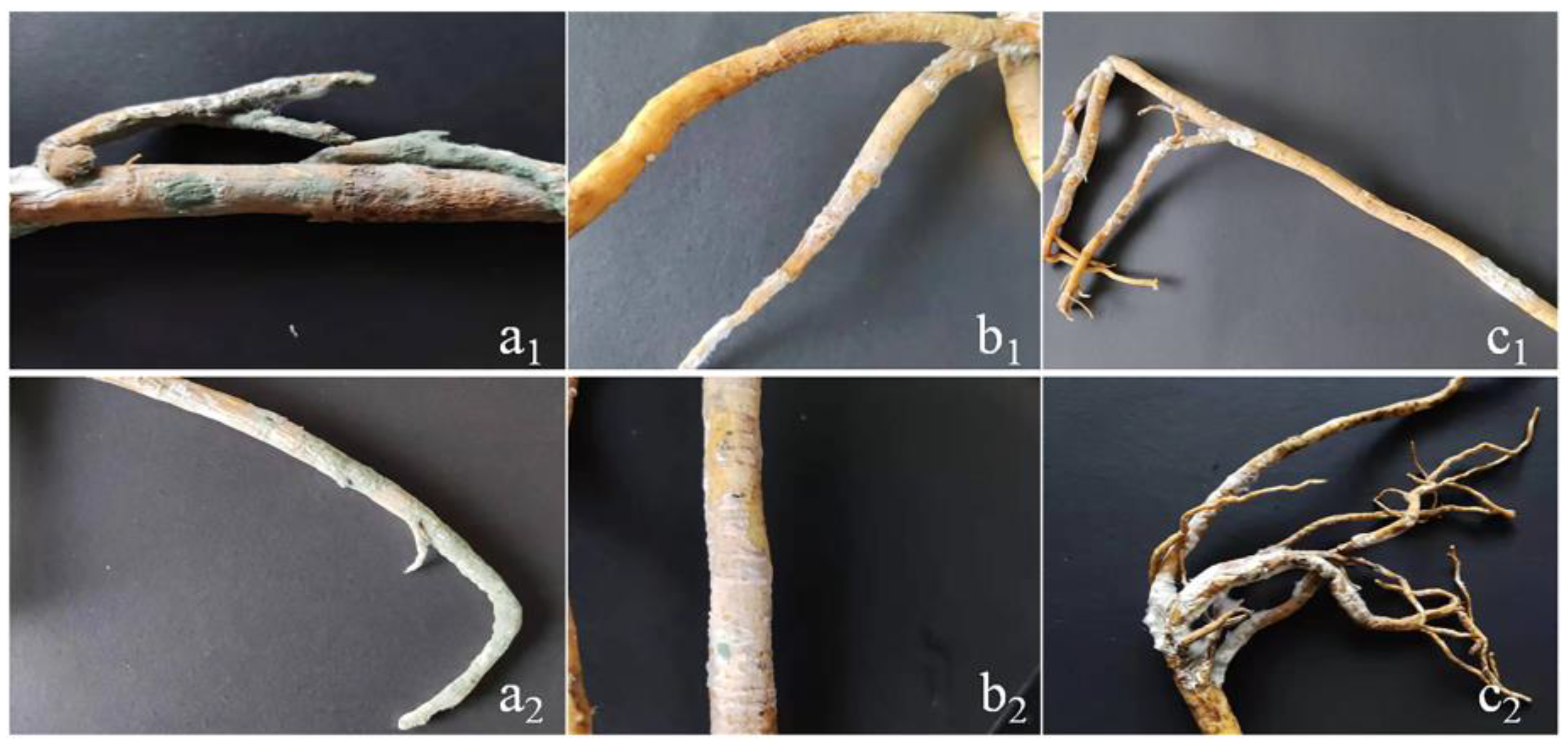 Horticulturae 09 01019 g003