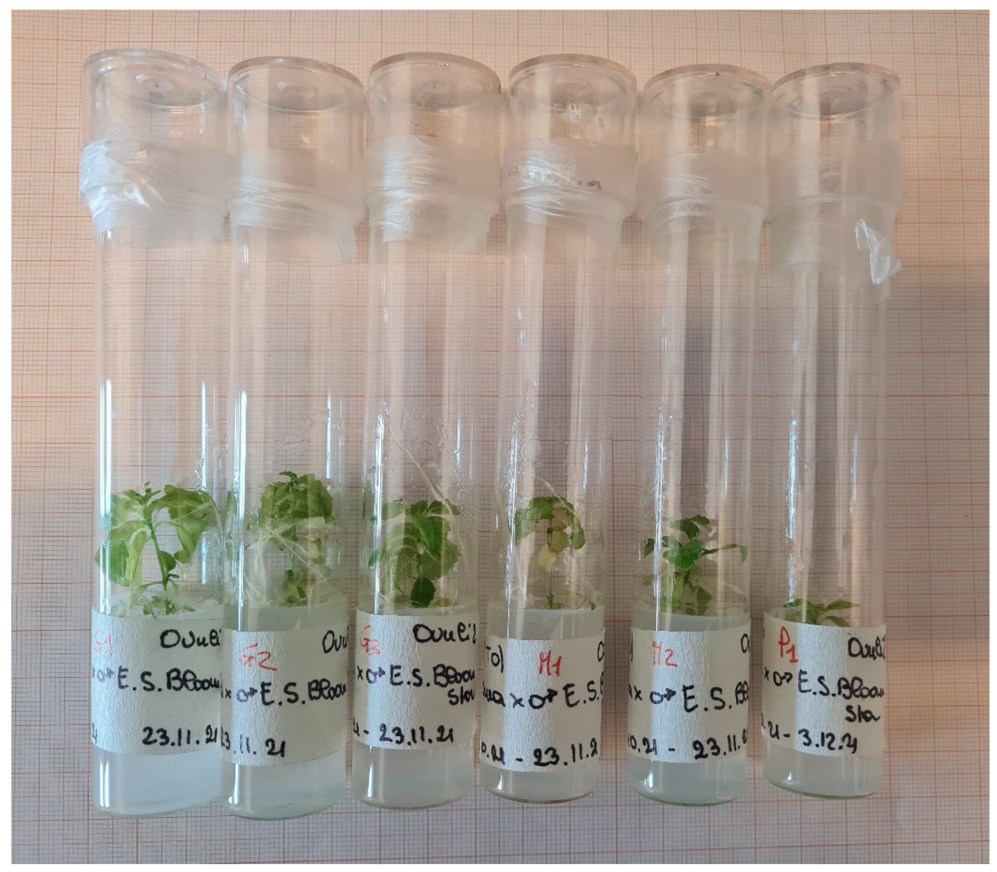 Horticulturae 09 01028 g003