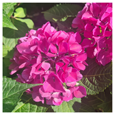 Horticulturae 09 01028 i001