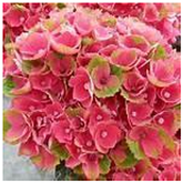 Horticulturae 09 01028 i002