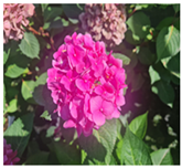 Horticulturae 09 01028 i003