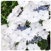 Horticulturae 09 01028 i004