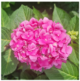 Horticulturae 09 01028 i006