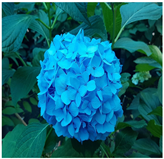 Horticulturae 09 01028 i007