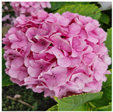 Horticulturae 09 01028 i008