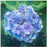 Horticulturae 09 01028 i009