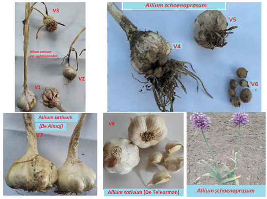 An Scientific Approach of Design and Development of a Garlic