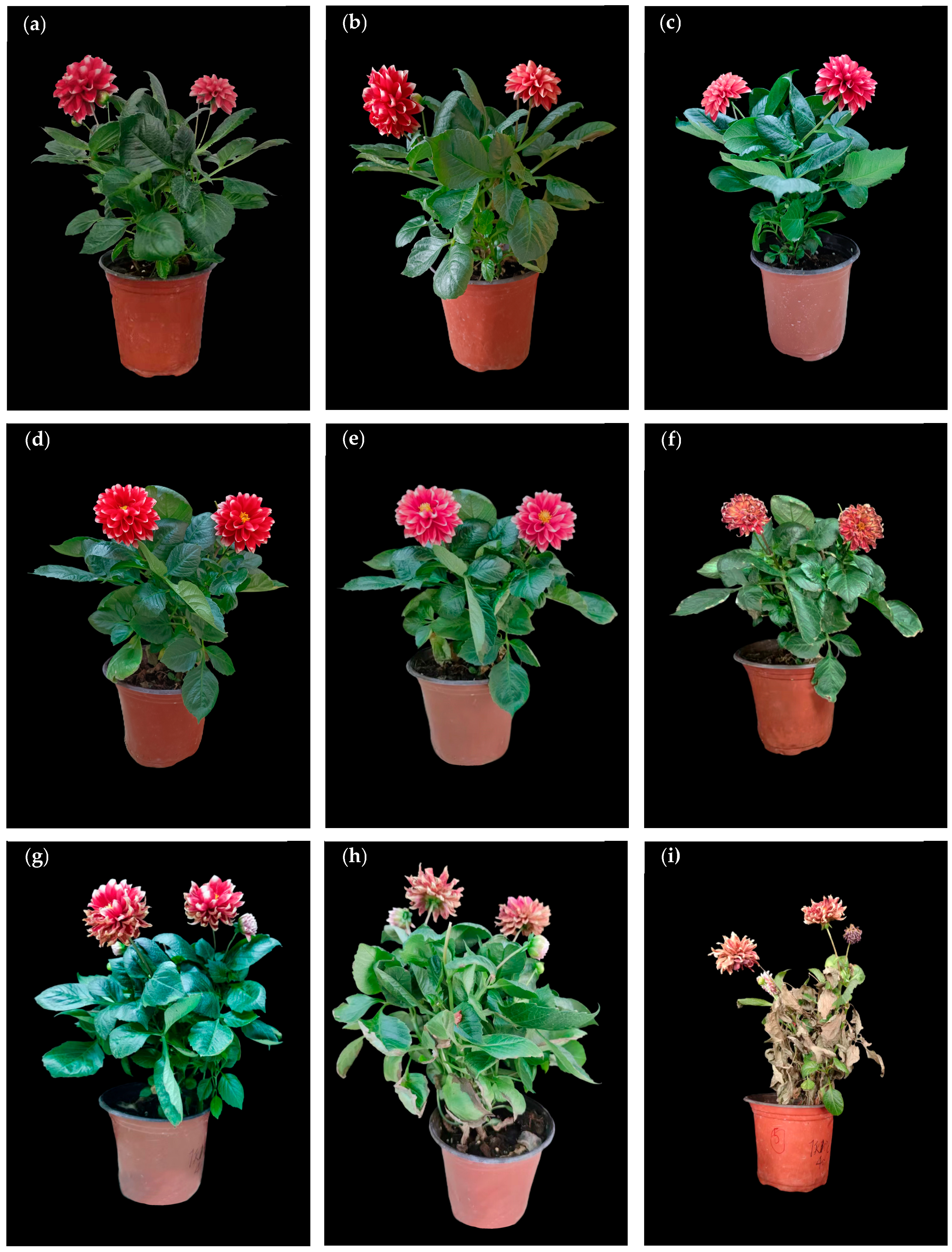 Horticulturae 09 01047 g001 Horticulturae 09 01047 g001